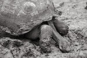 Giant tortoise